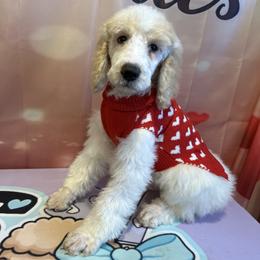 Zane - Parti male Poodle puppy in Mobile, Alabama from Semmy’s Standard Poodle LLC