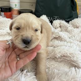 Myrtle - Light golden female Golden Retriever puppy in Cherry Tree, Pennsylvania from Plumcreek Acres