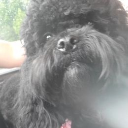 Bumber - Shih Tzu