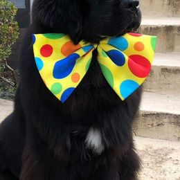 Newfoundland All Grown Up from Faithful Acres Newfs