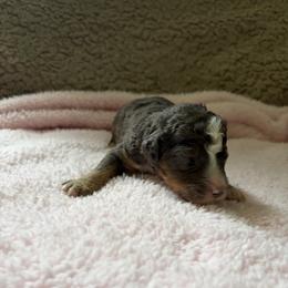 Jane - Blue merle female Bernedoodle puppy in Rochester, Massachusetts from Harmony Hill Doodles