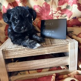 Ariel - Black and silver female Miniature Schnauzer puppy in Caldwell, Idaho from Nichols Miniature Schnauzers