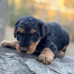 Miss Purple - Black and tan female Airedale Terrier puppy in Mooresville, North Carolina from Farm 55