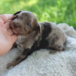 Java - Merle male Goldendoodle puppy in Hobbs, New Mexico from Goldie Locks Golden Retrievers & Doodles