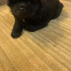 Chow Chow Puppies from Darling Chows