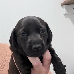 Latte - Black female Dachshund puppy in Nevada, Missouri from Backroad Fur Babies