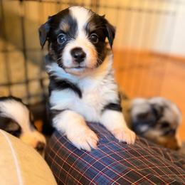 Lilly - Black tri female Miniature Australian Shepherd puppy in Harpers Ferry, West Virginia from Carter's Cuties