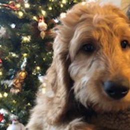 Elvis - Goldendoodle puppy from Coppers Mountain Goldendoodles