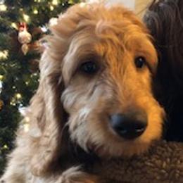 Elvis - Goldendoodle puppy from Coppers Mountain Goldendoodles