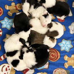 American Corgi and Pembroke Welsh Corgi Puppies from Beebe’s Corgis
