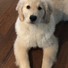 Golden Retriever Puppies from GameChanger Golden Retrievers