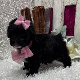 Shadow - Black female Poodle puppy in West Plains, Missouri from Puppies-4U