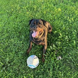 Rottweilers from Von Trinitat Rottweilers