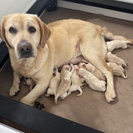 Blue Collar - Yellow male Labrador Retriever puppy in Somerset, California from Cantina Labs and Cavs