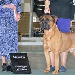 Bullmastiffs and Clumber Spaniels from BTrue