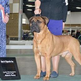 Bullmastiffs and Clumber Spaniels from BTrue