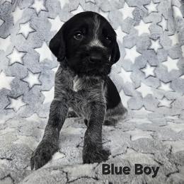 Blue Boy - Black and white male German Wirehaired Pointer puppy in Potosi, Wisconsin from Point and Flush Gun Dogs