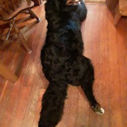 Bernese Mountain Dog Puppies from Lonesome Pine Farm