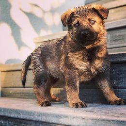 German Shepherd Puppies from Keys K9s