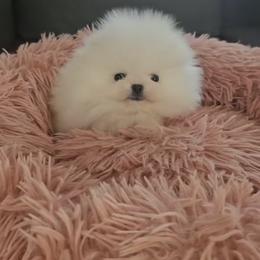 Mini - White female Pomeranian puppy in Burbank, California from Twins Dream Poms