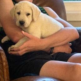 Green boy - Yellow male Labrador Retriever puppy in Anoka, Minnesota from Sunshine Acres
