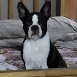 Boston Terriers and Boxers from Quinney’s Boxers and Boston Terriers