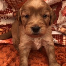 Green - Apricot male Goldendoodle puppy in Medina, Ohio from Farmer Doodles