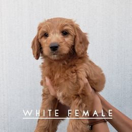 Goldendoodle Puppies from Hartman Goldendoodles