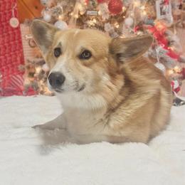 Fox - Pembroke Welsh Corgi
