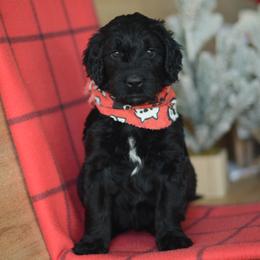 Booker - Black male Goldendoodle puppy in Mesa, Arizona from Wrigley's Doodles