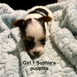 Girl 1 - Parti female Yorkshire Terrier puppy in Princeton, Kentucky from Paw-Perfect Palace