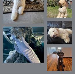 Bernedoodle Puppies from Doting Doodles