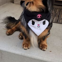 Odie - Dachshund