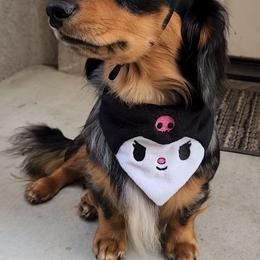 Odie - Dachshund