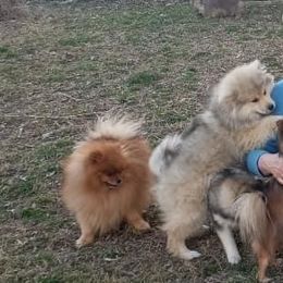 Pomeranian and Pomsky Puppies from Stonehill Breeders