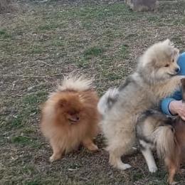 Pomeranian and Pomsky Puppies from Stonehill Breeders