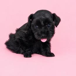 Luna - Black female Miniature Schnauzer puppy in Lumberton, Texas from Smart Choice Miniature Schnauzers