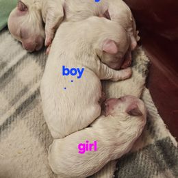 Minerva - White female Maltese puppy in Carthage, Missouri from Cooley's Cuddle Pups