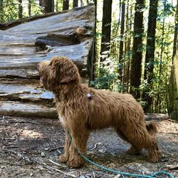 Australian Labradoodle Puppies from Cascade Canyon Labradoodles