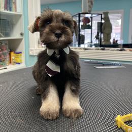 Rawscoo - Liver male Miniature Schnauzer puppy in Lehigh Acres, Florida from Regency Schnauzer