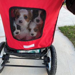 Cavalier King Charles Spaniel Puppies from Austin Cavaliers