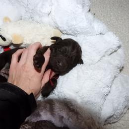 Girl 3 - Brown female Newfoundland puppy in Dalton, Ohio from Newfforu