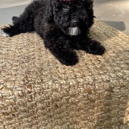 Goldendoodle Puppies from Our Darling Doodles