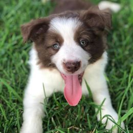 Border Collie Puppies from Harmonie 21 Border Collies