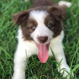 Border Collie Puppies from Harmonie 21 Border Collies