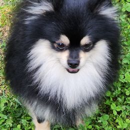Quinn - Black and tan Pomeranian puppy in Turnersville, New Jersey from MK Exquisite Poms