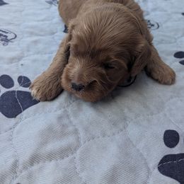 Barney - Apricot male Cavapoo puppy in Lincolnton, North Carolina from Home Sweet Home Puppies