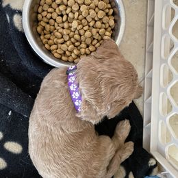 Goldendoodle Puppies from Angel’s Goldendoodle Pups