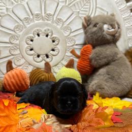 Waylon - Black male Shih Tzu puppy in Sherman, Texas from Shannon’s Sugar Sweet Shih Tzu’s