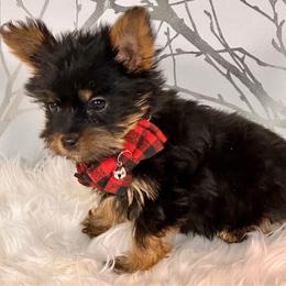 Mr. Red - Black and tan male Yorkshire Terrier puppy in Aurora, Colorado from Exotic Kennels Co